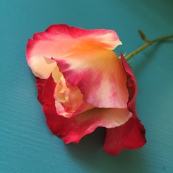 Medicine Rose from Ronit's Garden